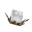 Cotton